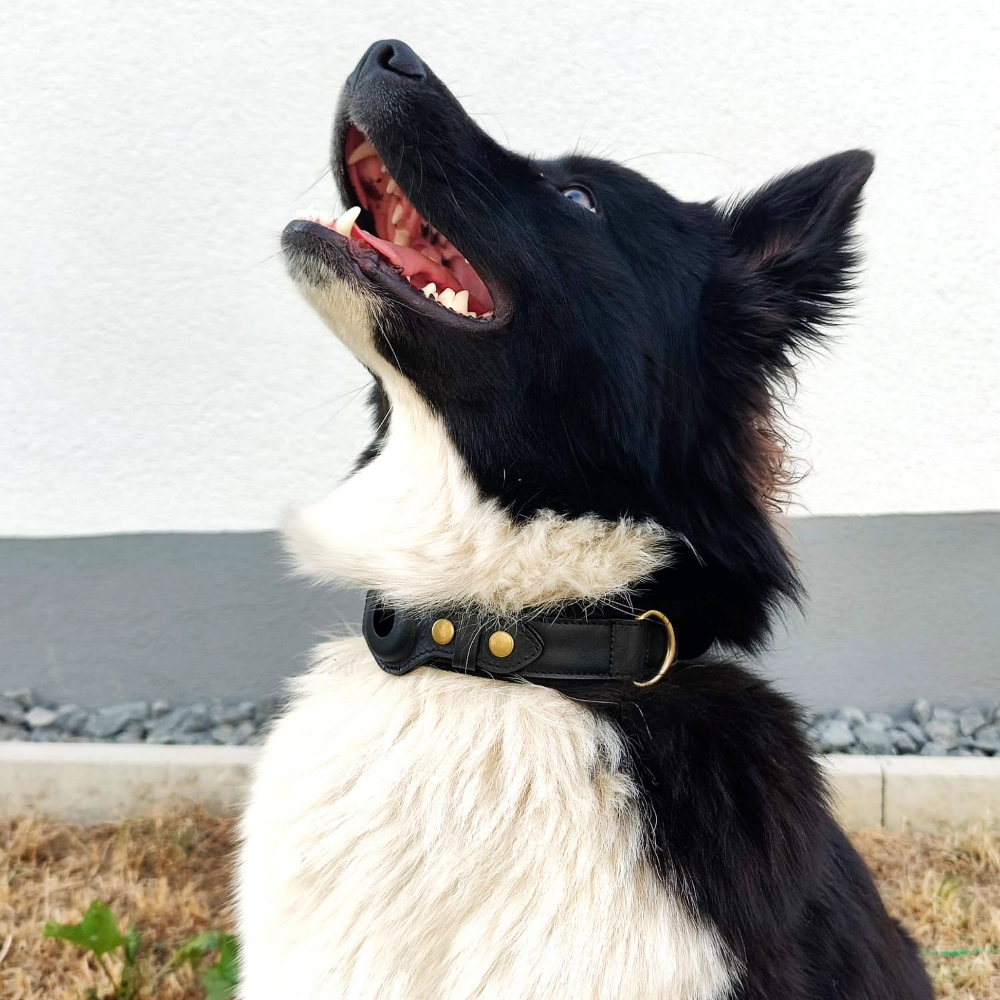 Harnais pour chien en cuir compatible avec Airtag 2021 Harnais pour animaux  de compagnie réglable avec porte-airtag et laisse pour chien