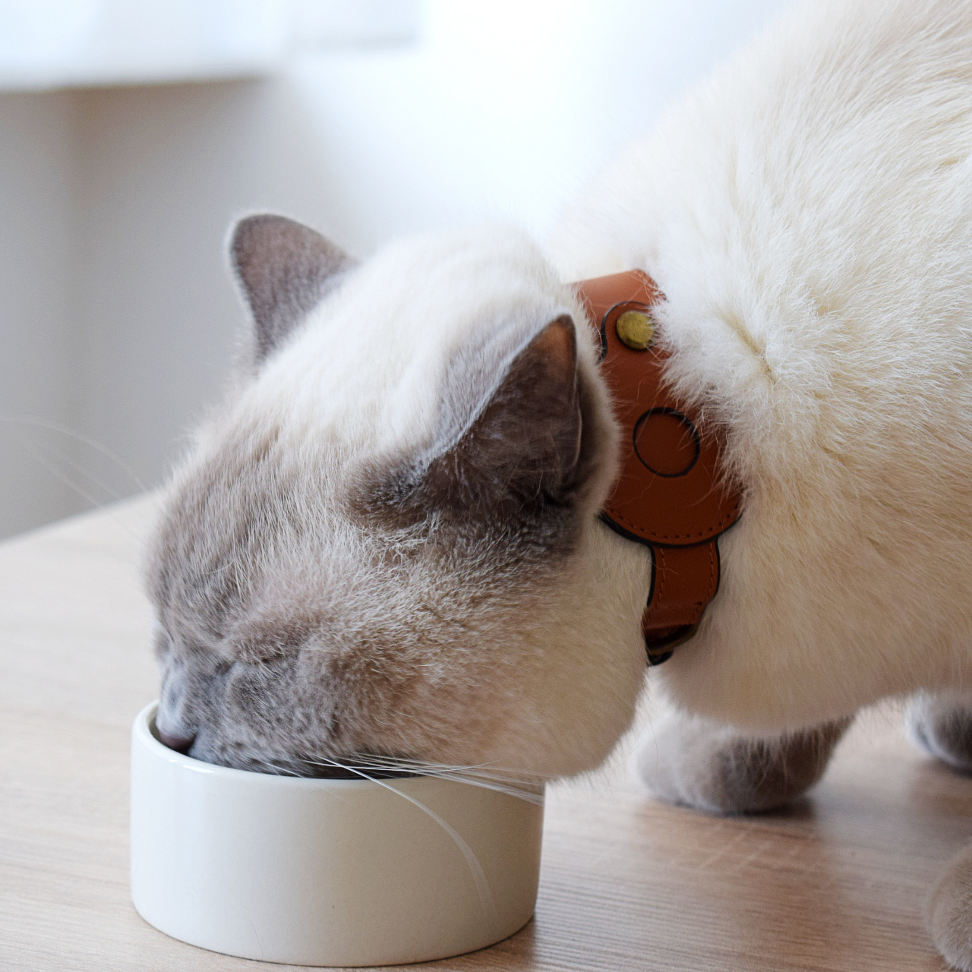 Collier pour chats en cuir véritable compatible AirTag avec étui amovi –  CHERTITUS