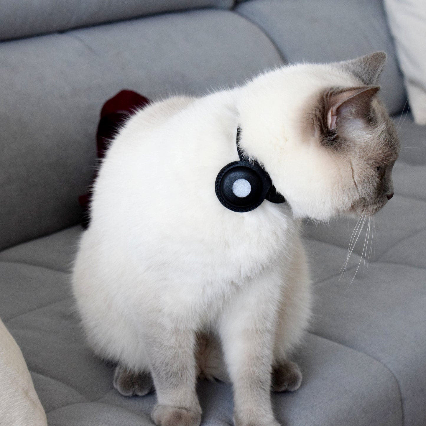 Collier pour chats en cuir véritable compatible AirTag avec étui amovible