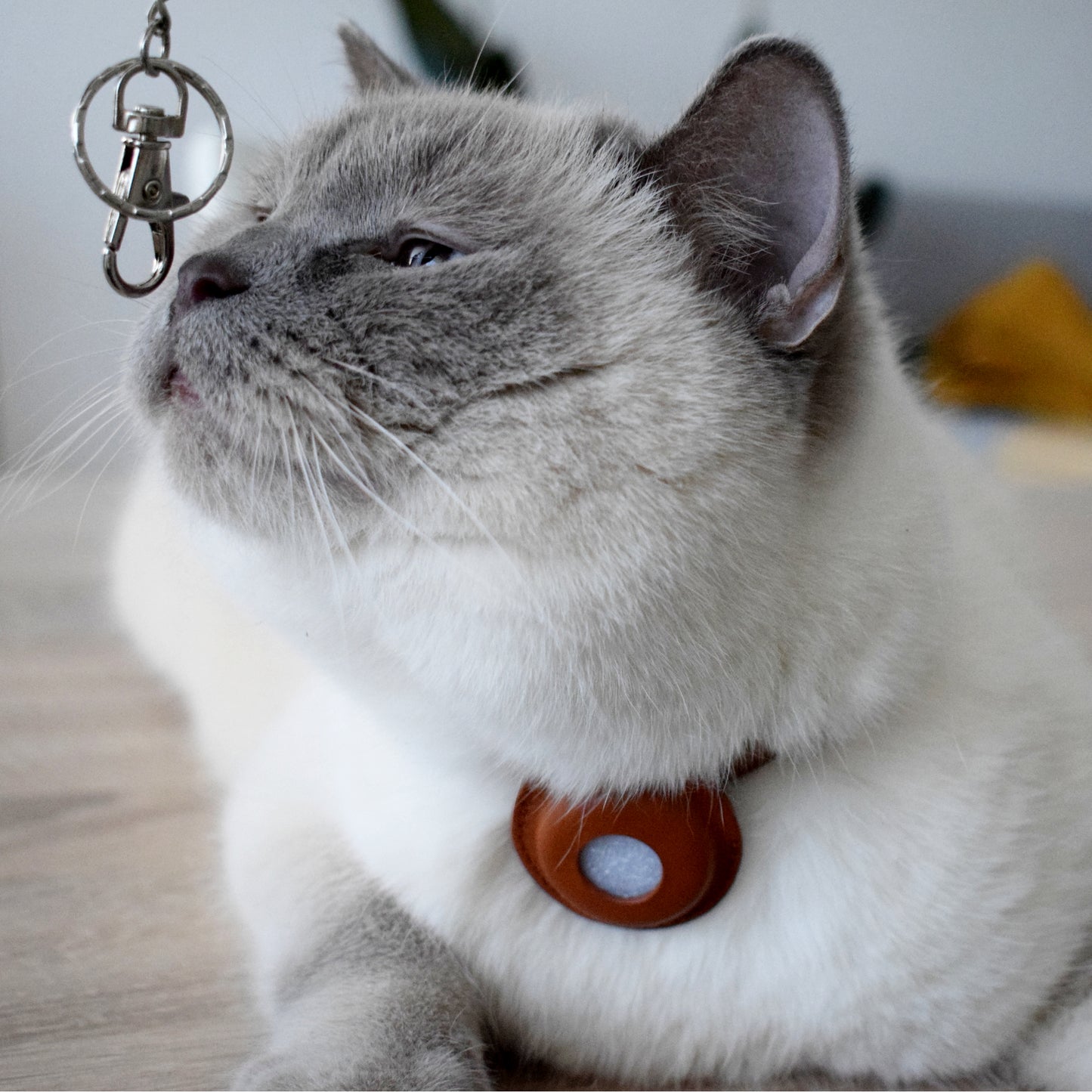 Collier pour chats en cuir véritable compatible AirTag avec étui amovible